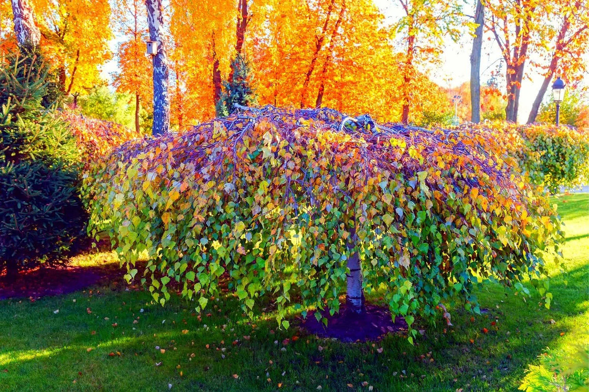 Weeping Silver Birch Tree Seeds | 250+ Seeds | Betula pendula | High Germination Rate