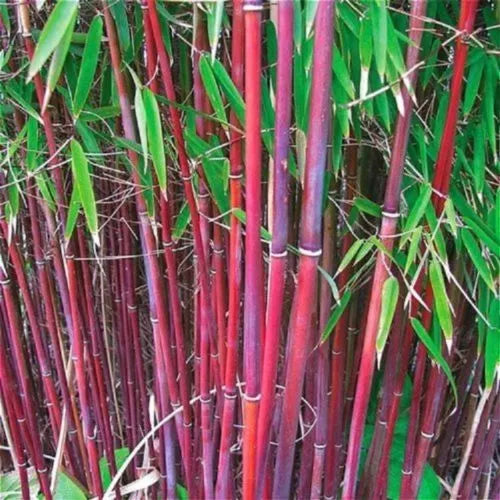 Red Bamboo Seeds - 25 Count - Exotic Privacy Plant for Garden Shade - Phyllostachys rubromarginata - US Seller