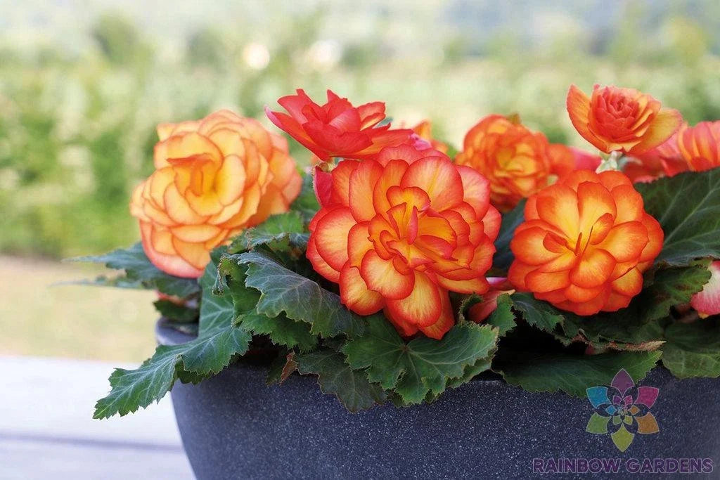 Tuberous Begonia Seeds - 25+ Count - Garden Planting - Free Shipping - Begonia x tuberhybrida