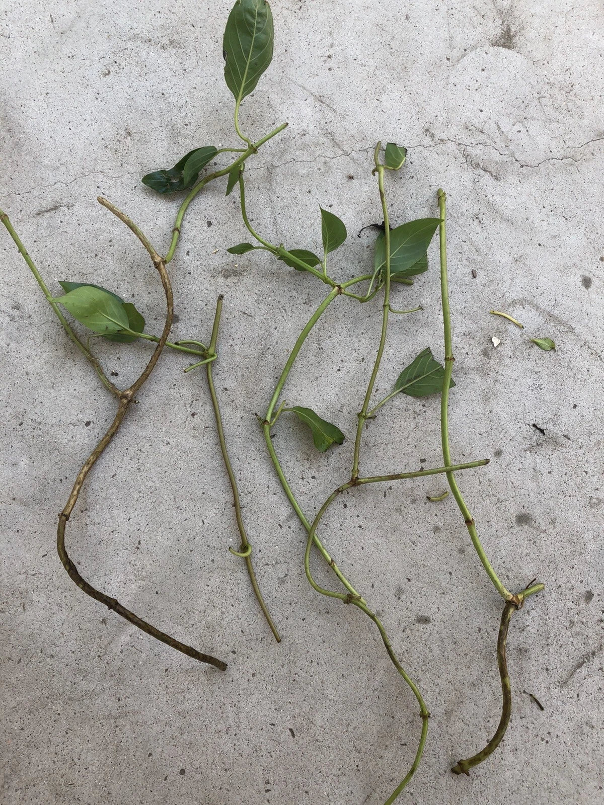 Skunk Vine Cuttings - 5 Fresh Cuttings - Perfect for Planting - Paederia foetida