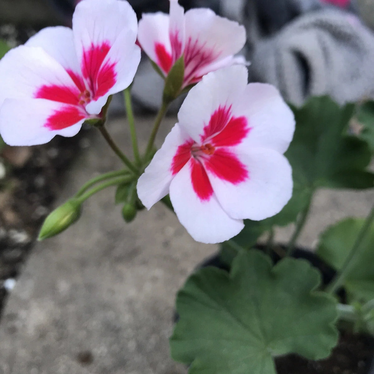 Rare Red & White Pelargonium Zonal Geranium Live Plant - Fresh in Gallon Pot - Unique Indoor/Outdoor Flowering Plant