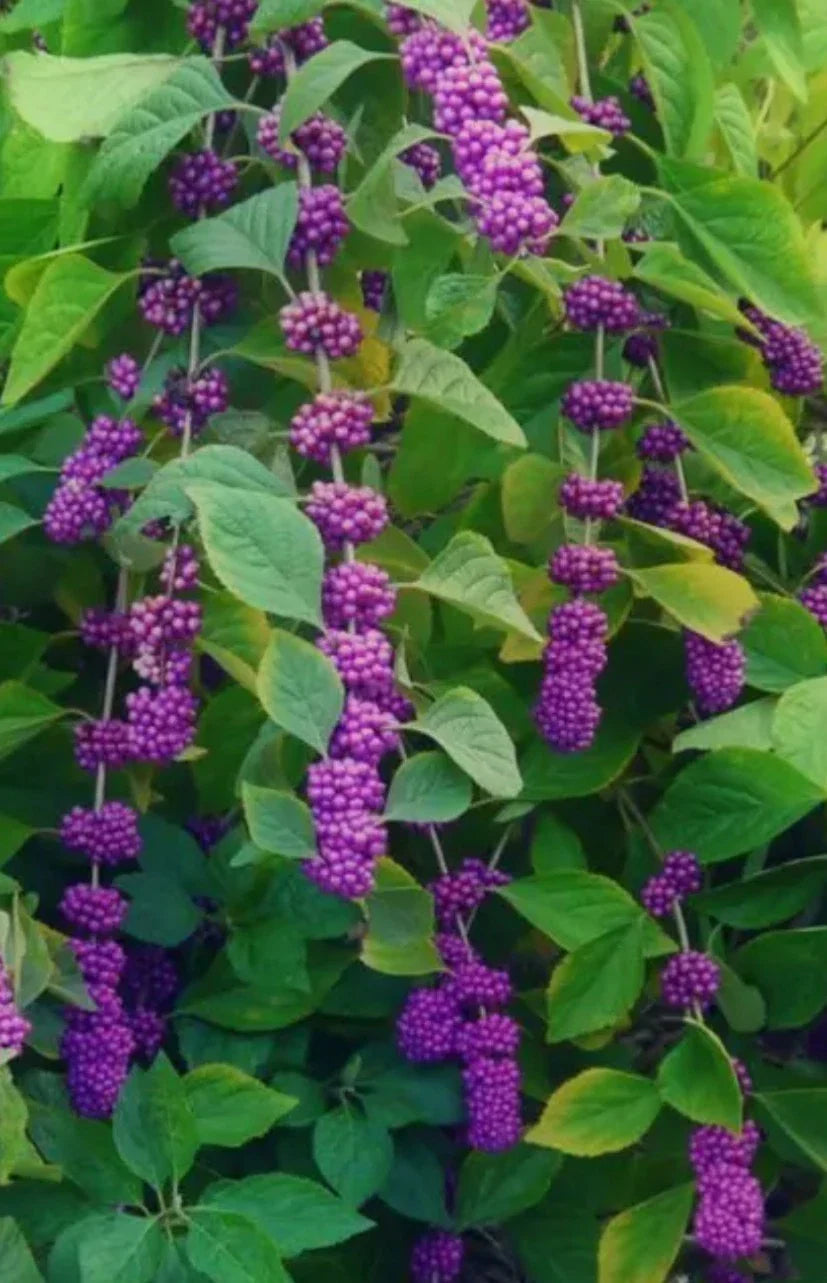 American Beauty Berry Bush Cuttings - 5+ Live Fresh Cuttings for Propagation - Callicarpa americana