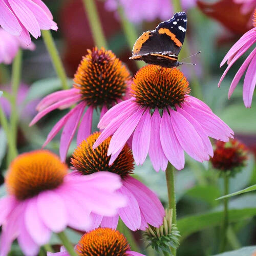 Purple Coneflower Seeds - 200 to 4,000 Non-GMO Seeds - Echinacea purpurea - Vibrant Purple Flowers