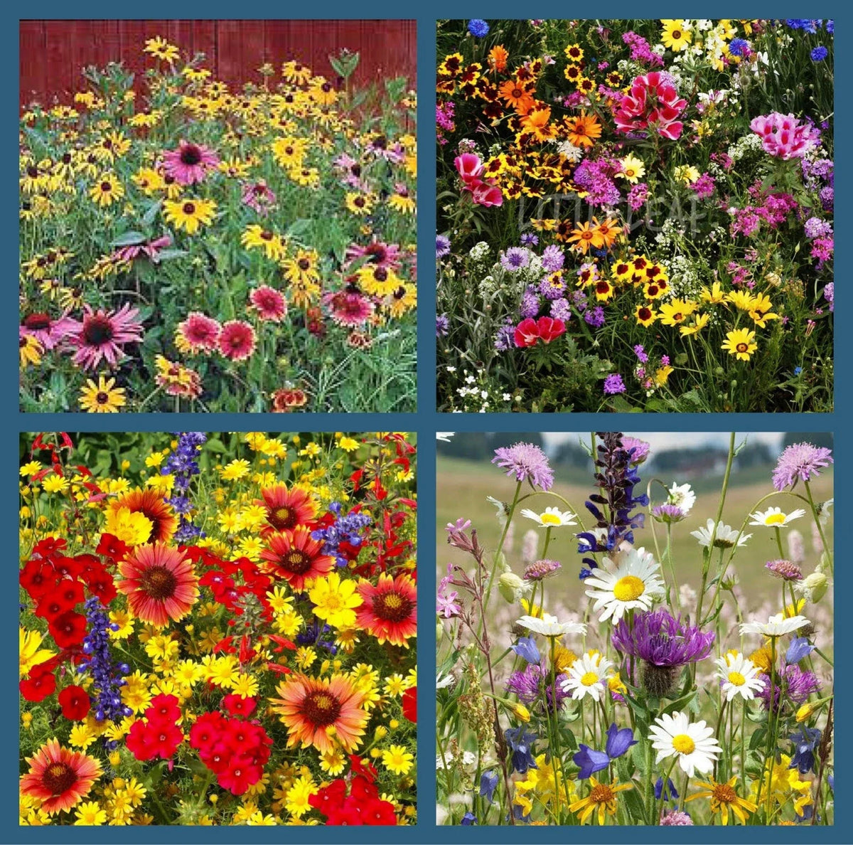 Wildflower Mix Seeds 500+ Heirloom Perennials & Annuals for Hummingbirds | Non-GMO Wildflower Seeds