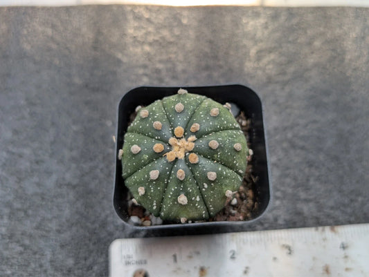 Astrophytum Asterias Rooted Cutting - 1.5 Inch Cactus - Healthy Bare-Root Plant for Succulent Lovers