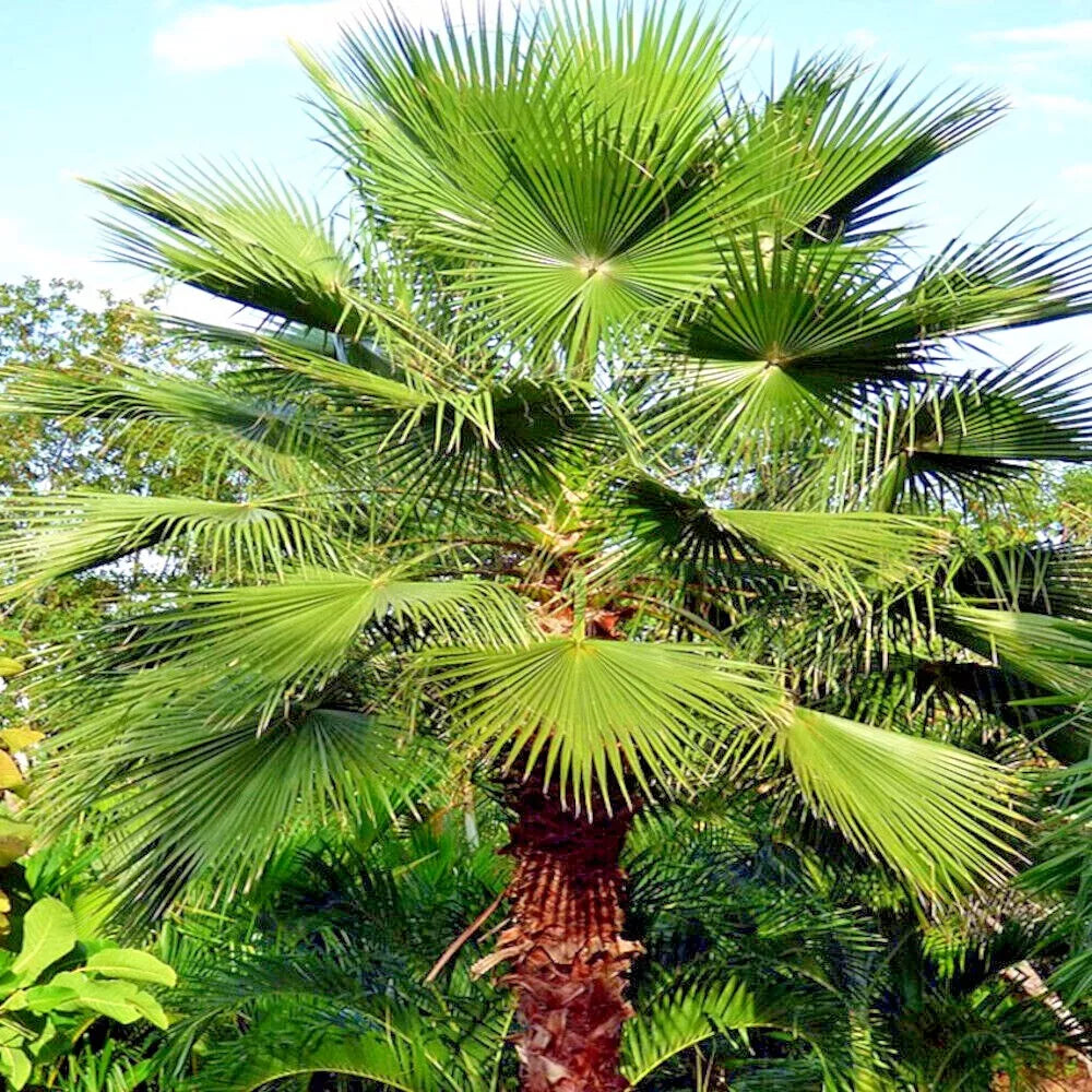 Mexican Fan Palm Tree Seeds - 10 Pack - Washingtonia robusta - Tropical Cold Hardy Plant