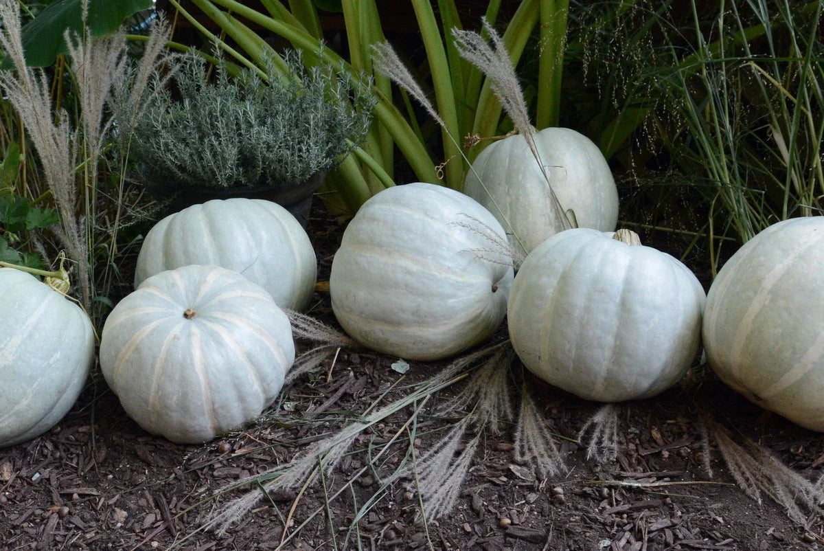 White Delight F1 Pumpkin Seeds - Fresh Heirloom Seeds for Planting - Organic Pumpkin Seeds - Cucurbita pepo