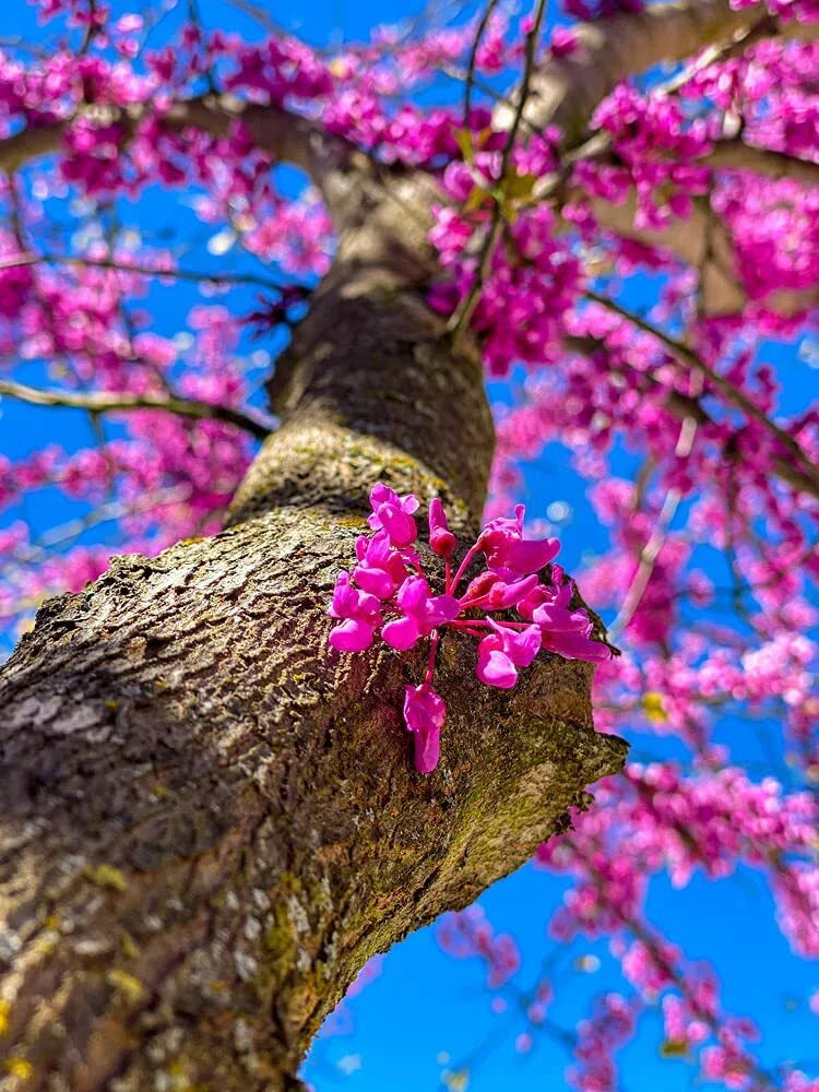 Chinese Redbud Tree Seeds - 40+ Seeds - Exotic Flowering Tree - Cercis chinensis