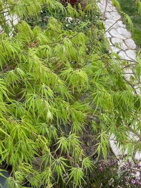 Dwarf Japanese Maple Tree Cuttings 6" for Rooting and Grafting - Acer palmatum