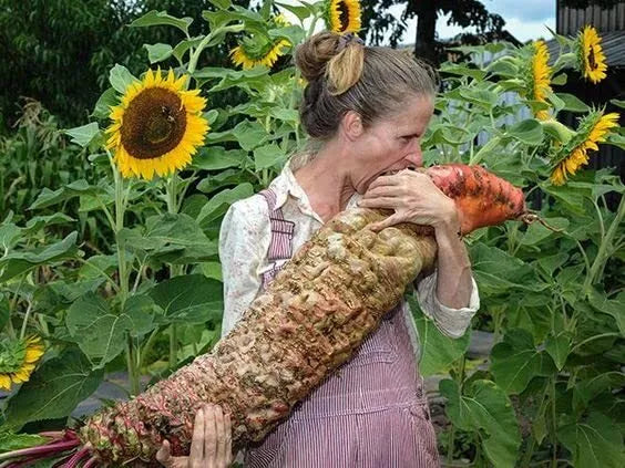 Mammoth Red Mangel Beet Seeds - 50 Seeds - Large Beets for Planting - Beta vulgaris