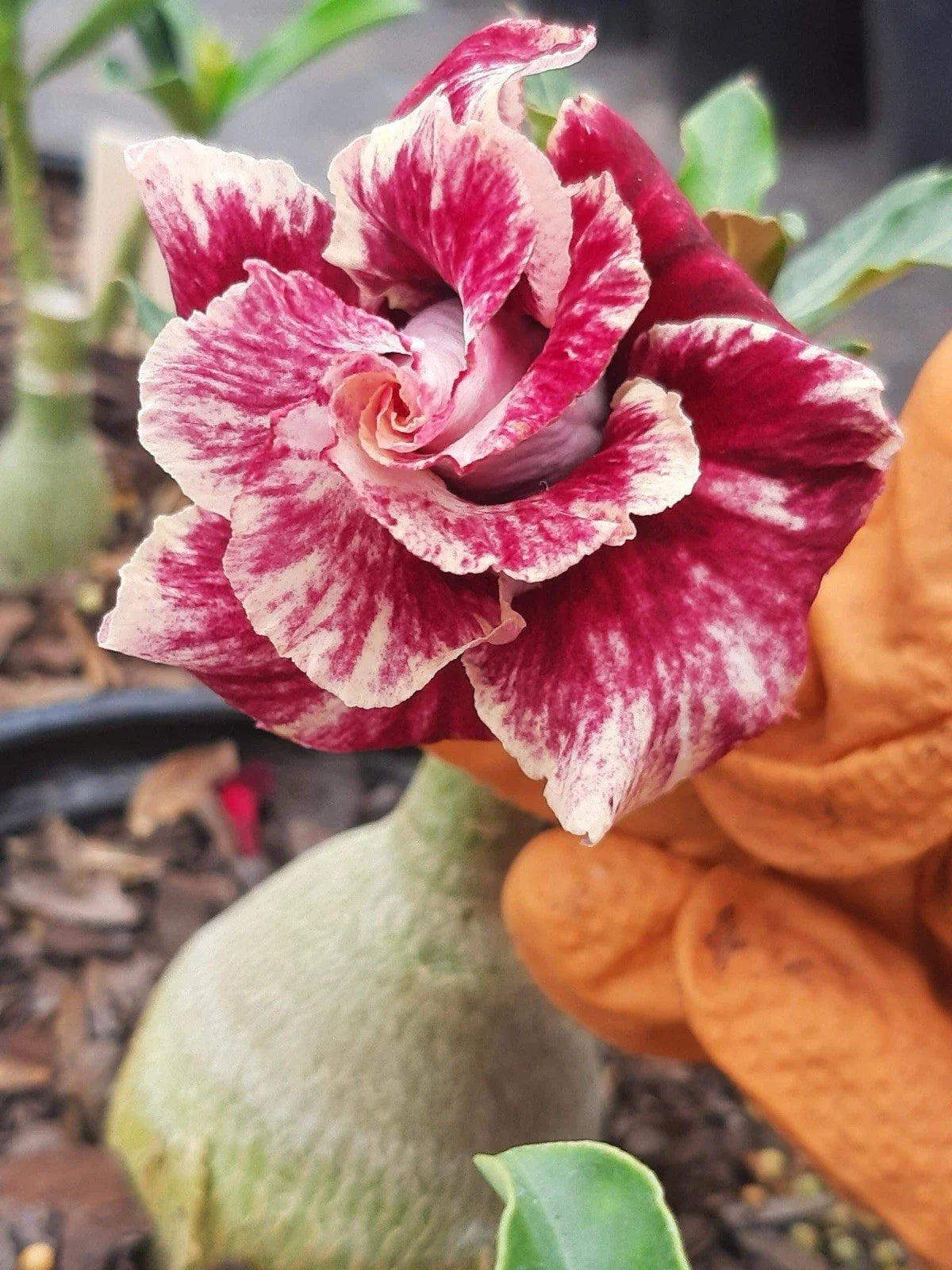 Desert Rose Plant - 2-3 Years Old - Double Petals - Adenium obesum - 1 Gallon Pot