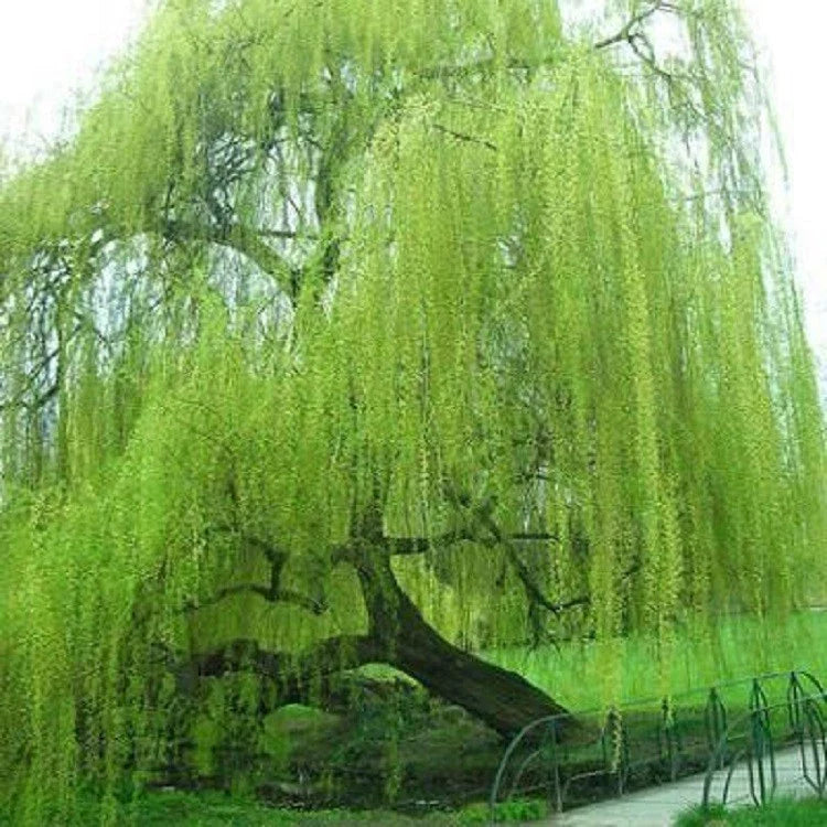 Weeping Willow Tree Seeds - 5 Bright Green Giant Landscape Seeds - Salix babylonica