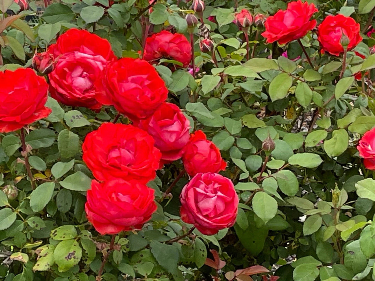 True Passion Rose Plant Cuttings - 4 Pieces - Bright Fiery Blooms - Rosa 'True Passion'