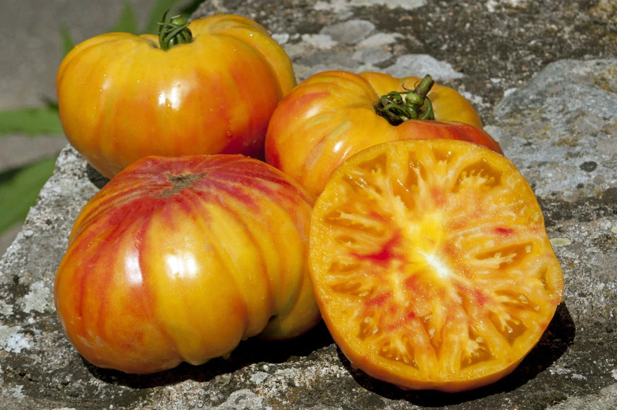Buffalosun Tomato Seeds - 30 Organic Hybrid F1 Seeds - Heirloom Variety - Perfect for Home Gardening