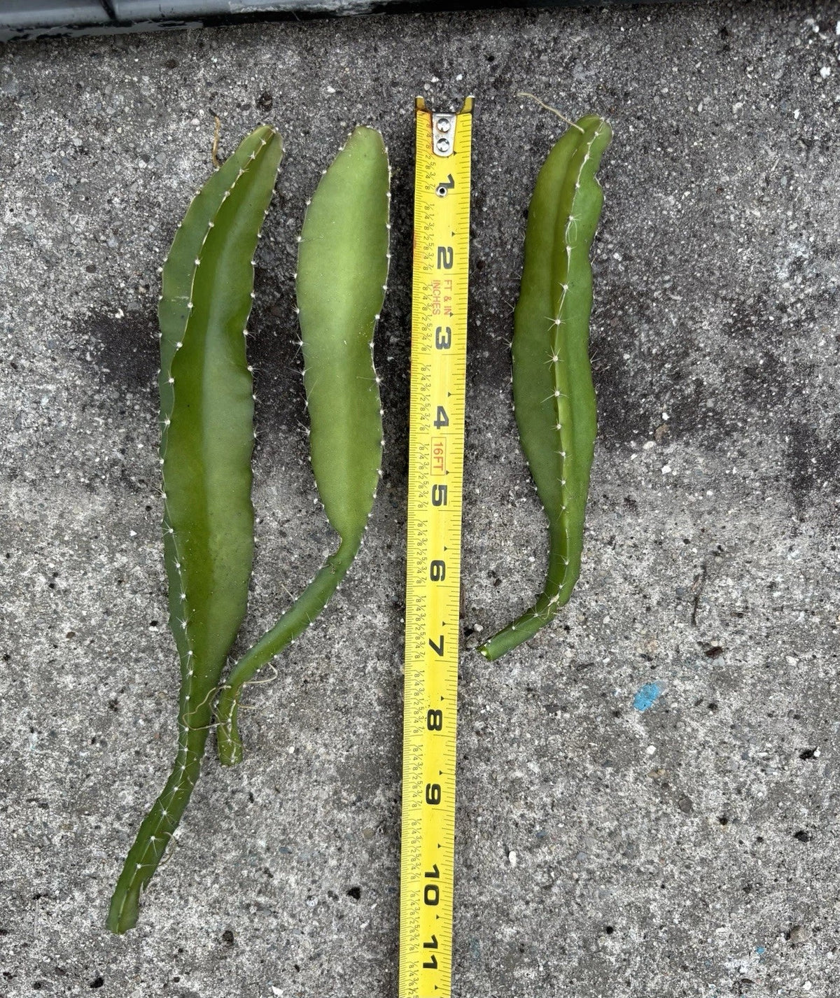 Yellow Dragonfruit Cuttings - 3 Pack - Minimum 6" - Hylocereus megalanthus - Edible Cactus Cuttings