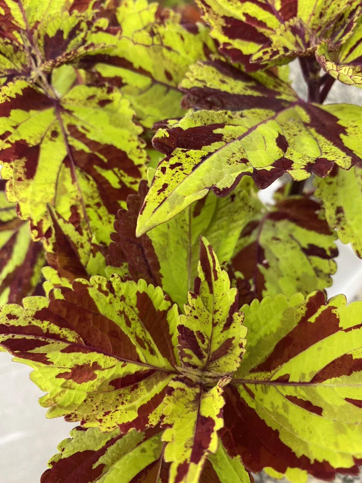 Coleus Splish Splash Live Rooted Starter Plant - Vibrant Ornamental Foliage - Coleus blumei