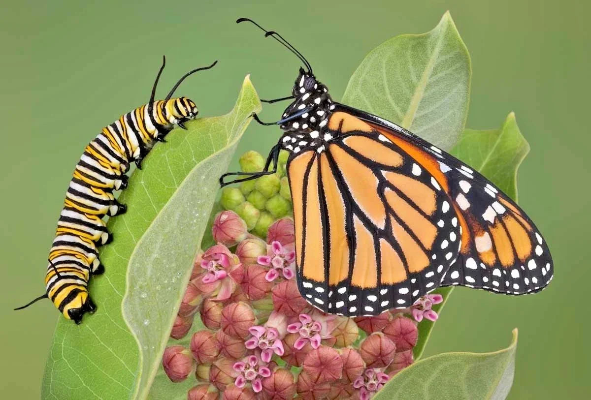 Common Milkweed Seeds - 50+ Native Wildflower Seeds for Container Gardens - Asclepias Syriaca