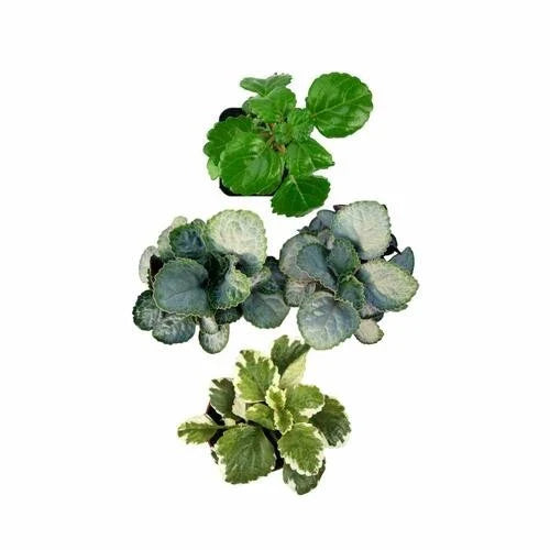 Plectranthus Swedish Ivy Assorted Rooted Starter House Plants - Buy 2 Get 1 Free - Easy Care Indoor Plants