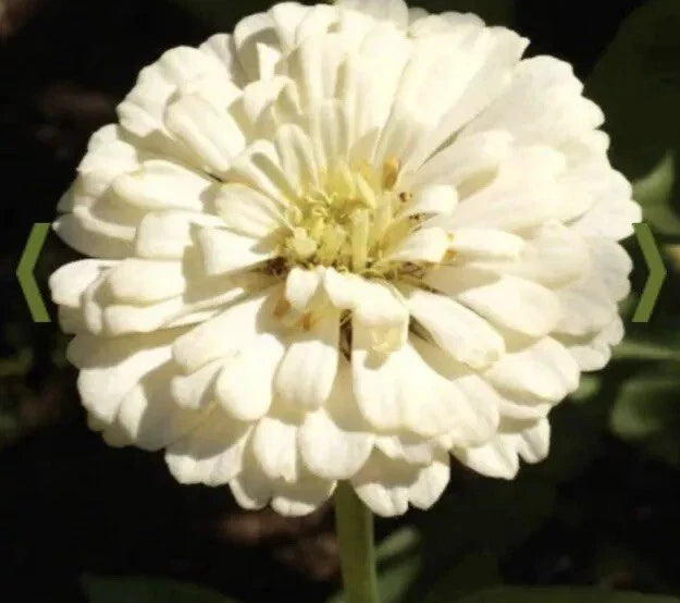 White Zinnia Seeds - Polar Bear Variety - 500+ Seeds - Zinnia elegans