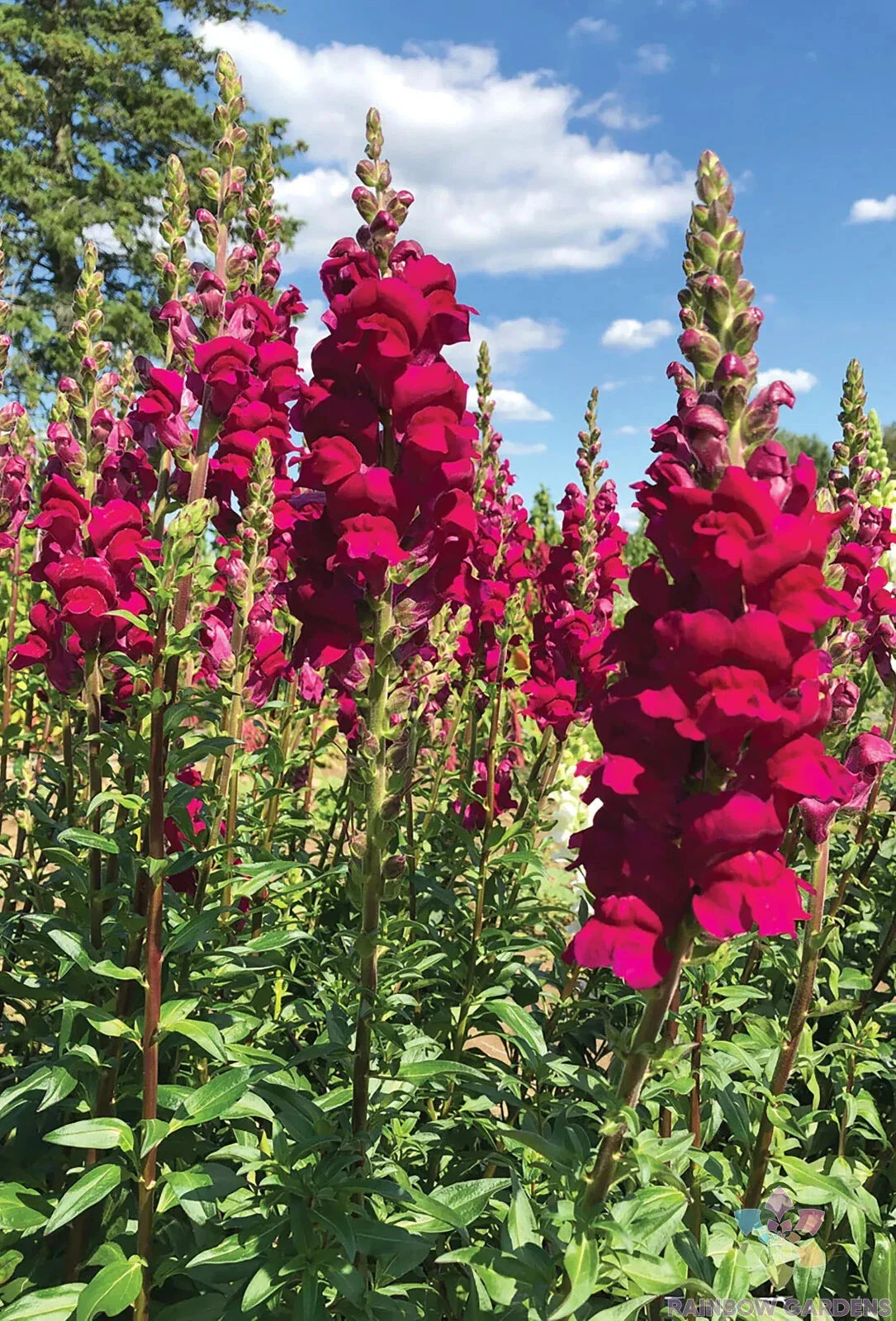 Potomac Royal Snapdragon Seeds - 1000+ Count for Garden Planting - Antirrhinum majus - USA Grown, Free Shipping