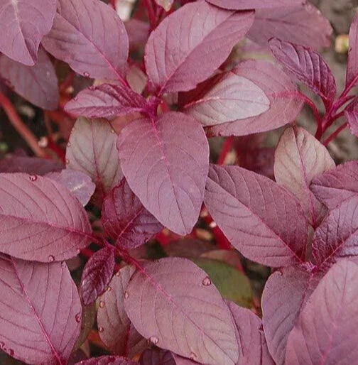 Red Garnet Amaranth Seeds 2000+ Non-GMO Annual Herb for Microgreens - Amaranthus cruentus