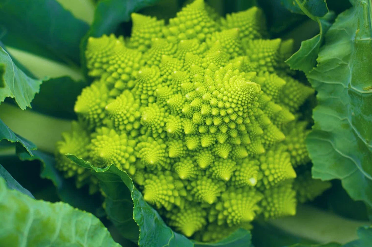 Romanesco Broccoli Seeds 250+ for Planting Green Brassica oleracea Non-GMO Made in USA