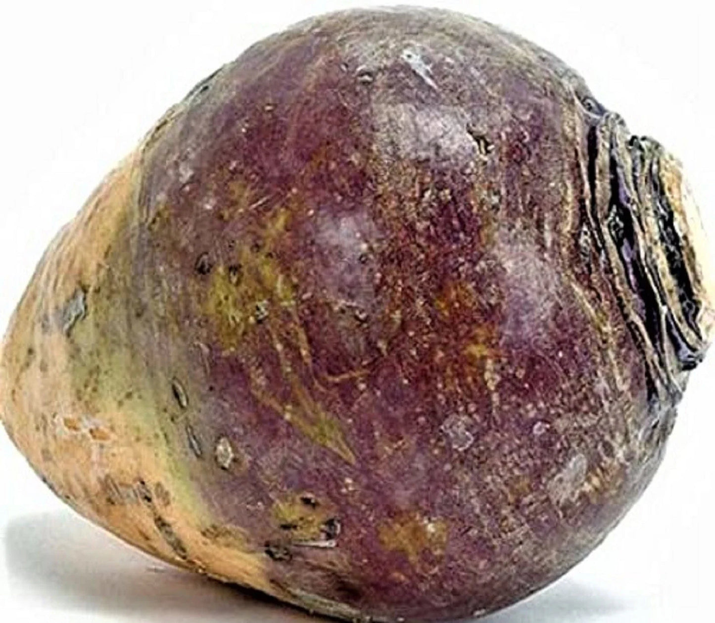 Rutabaga Seeds 500+ Count American Purple Top Non-GMO Brassica napus