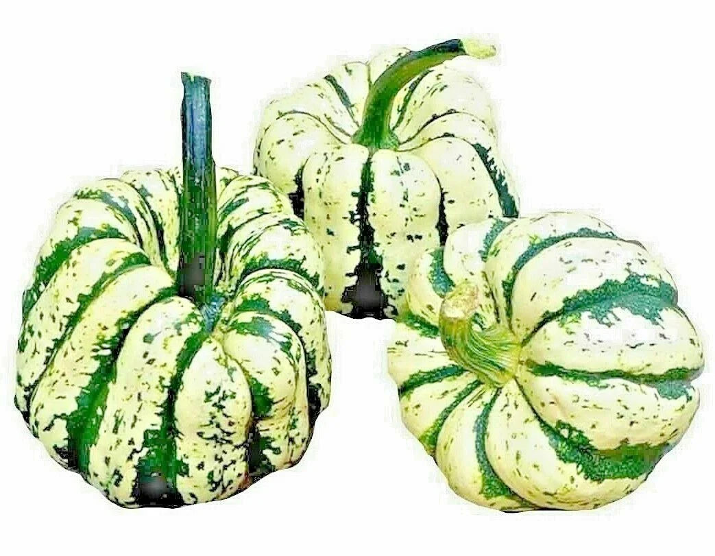 Sweet Squash Seeds - 20 Heirloom Non-GMO Tasty Pumpkin Seeds - Spring Vegetable, USA Grown
