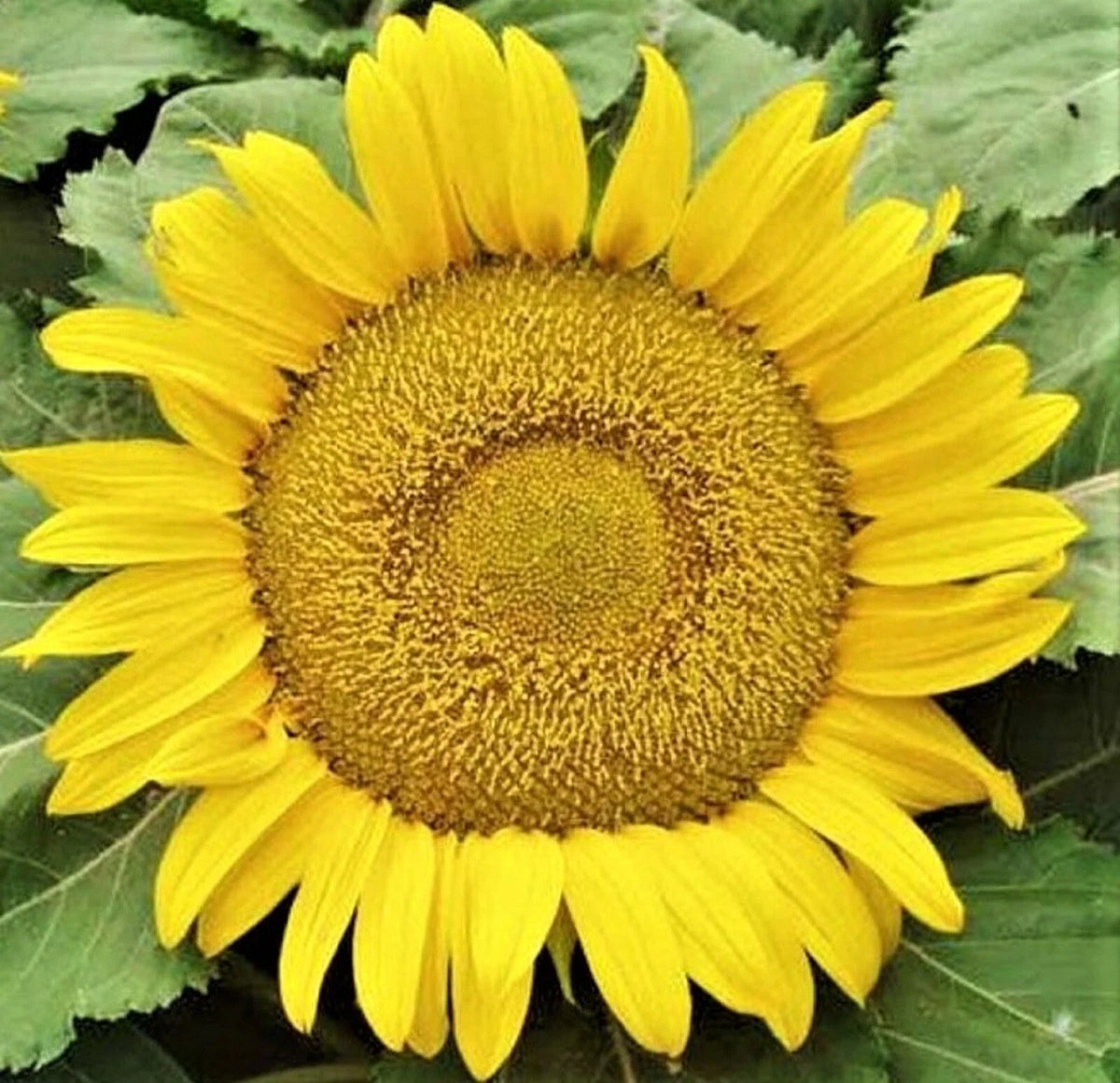 Yellow Pygmy Sunflower Seeds - 50+ Non-GMO Seeds for Planting (Helianthus debilis)