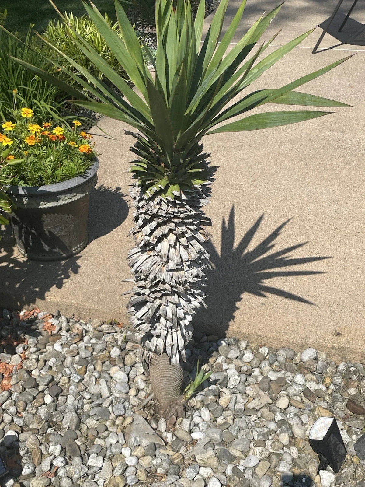 Yucca Pups Bare Root Plants - Dracaena trifasciata Varieties for Indoor and Outdoor Gardening