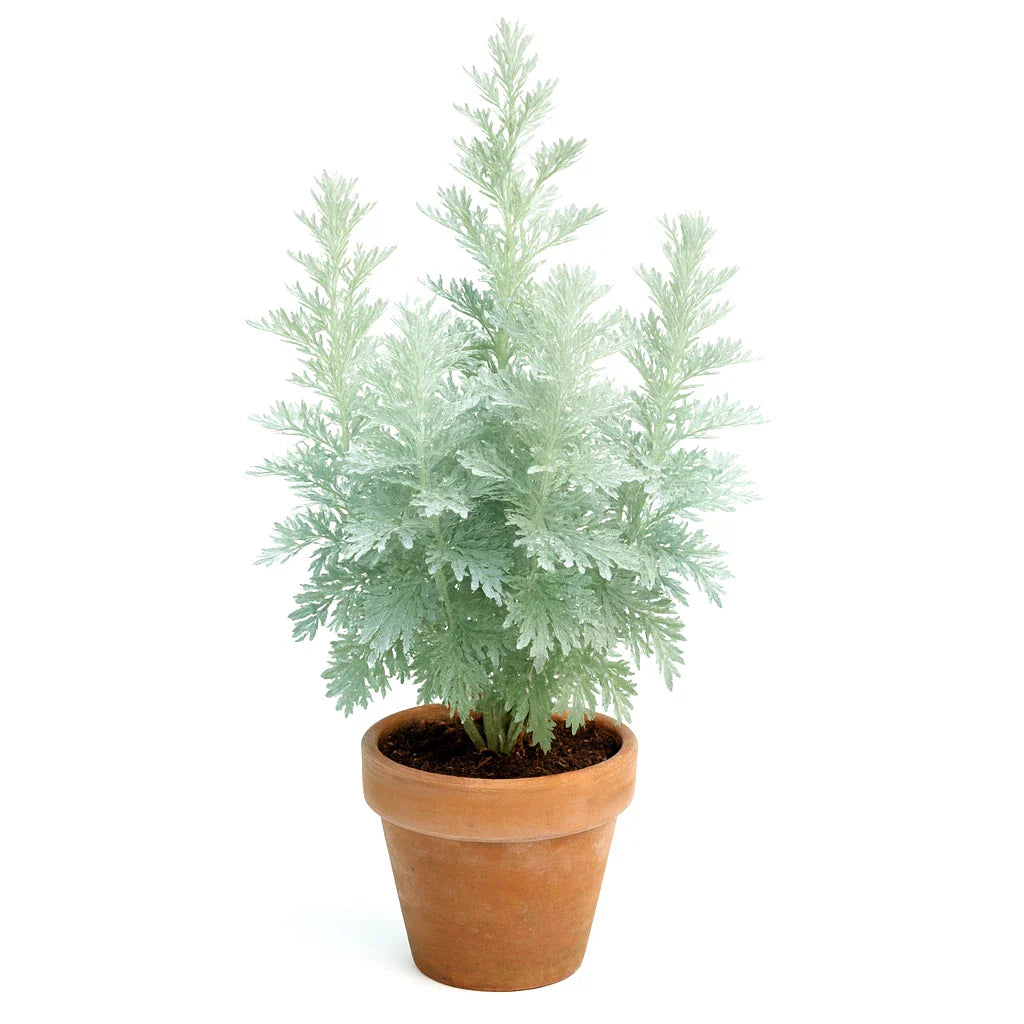 Wormwood Absinthe Seeds - 3000+ Perennial Mosquito Pest Repellent Seeds - Artemisia absinthium
