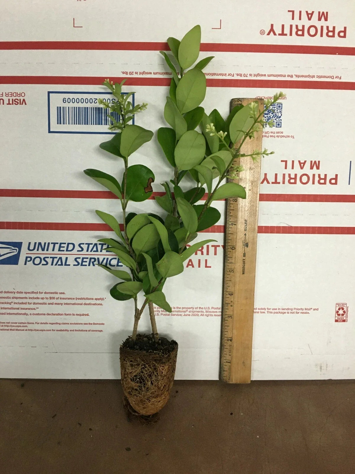 Lucidum Ligustrum Live Plant - Glossy Leaf Privet - Ligustrum lucidum