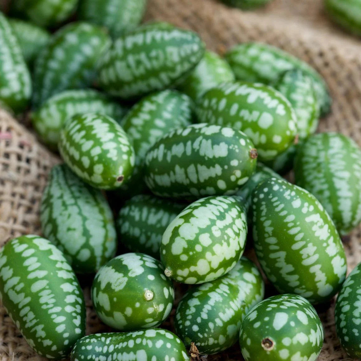 Cucumber Seeds - Mouse Melon Variety - Fresh Seed for Planting - Cucumis anguria