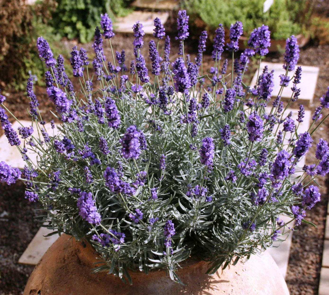 Lavender Plants 4 Plugs La Diva Vintage Violet Perennial Herb (Lavandula) - Fragrant Purple Flowers, 12-18" High, Zones 4-9