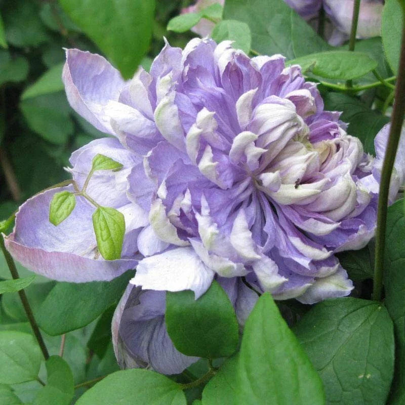 25 Blue Lights Pink Clematis Seeds - Climbing Perennial Flower Seeds - Plumeria Seed 705, USA