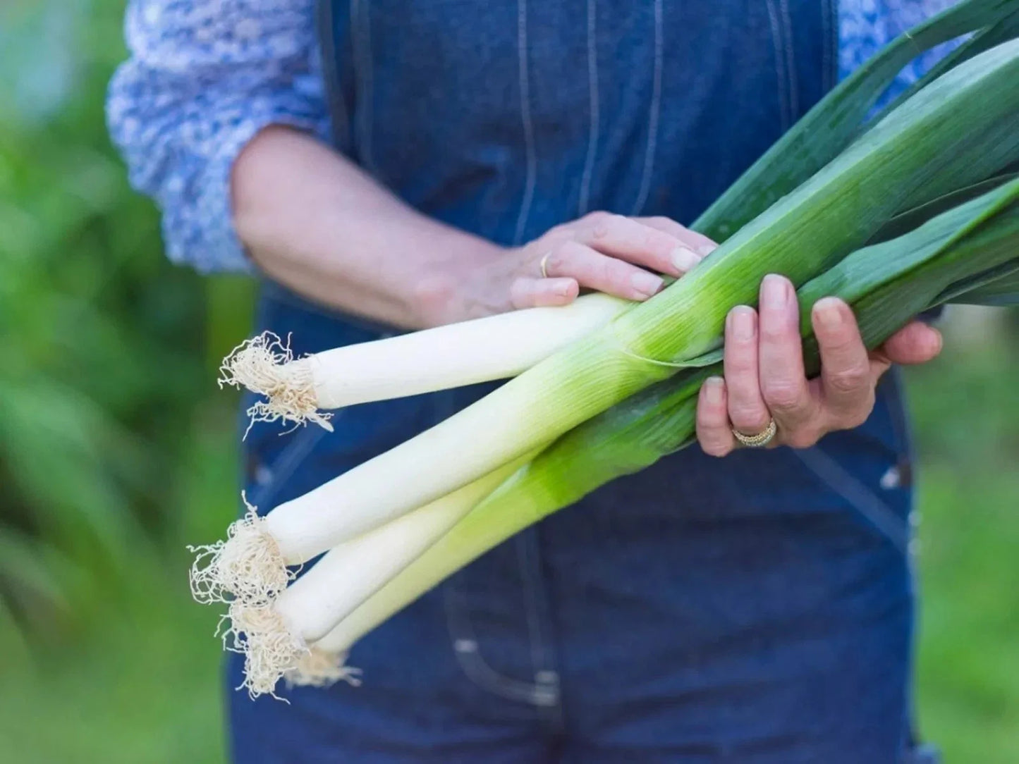 Large American Flag Leek Onion Seeds - Heirloom, Organic, Non-GMO - 250 Count, Fresh Allium ampeloprasum