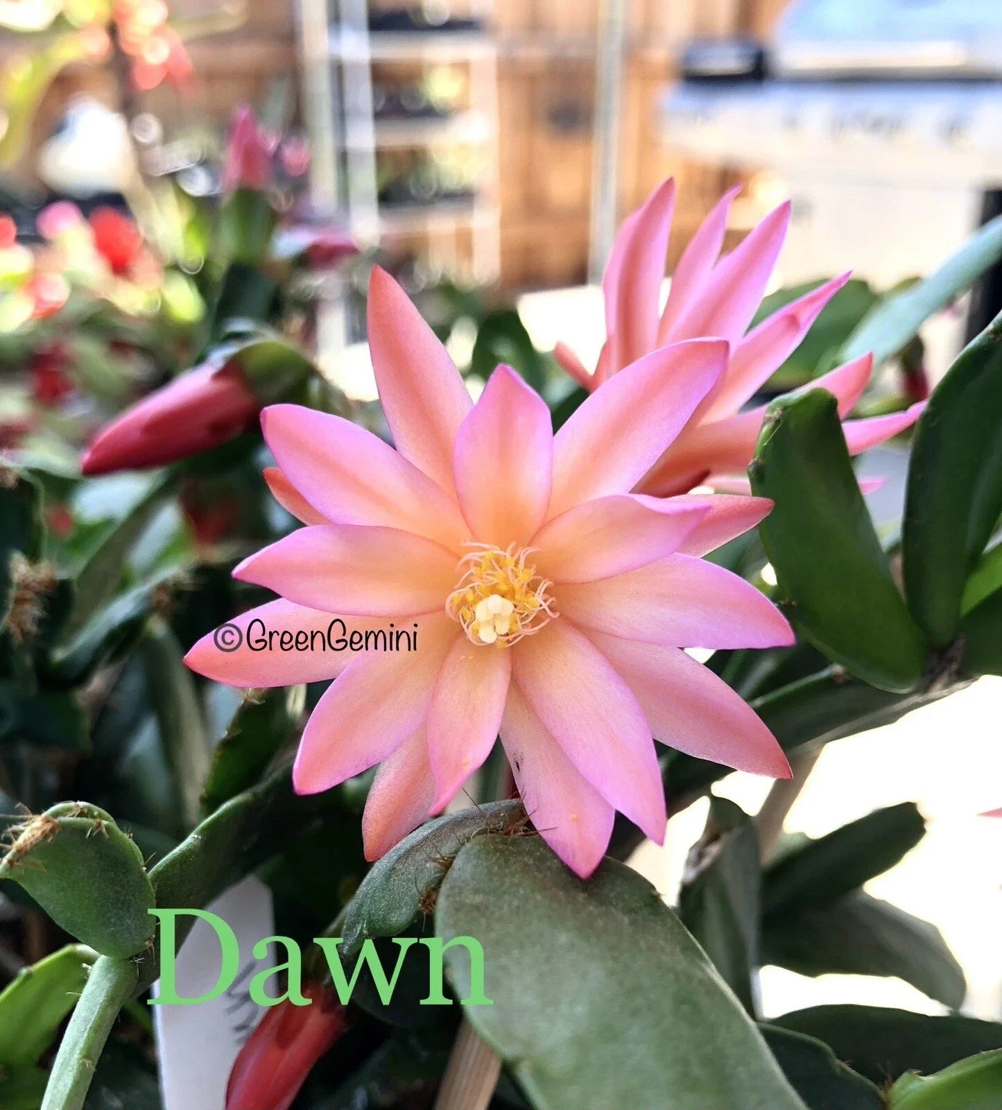 Easter Cactus Cuttings - 3 Rhipsalidopsis Hatiora - Rare Succulent Propagation Starter