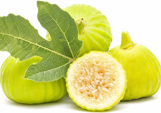 Marseilles Fig Plant - Live Rooted Cutting, Self-Pollinating, Ideal for Pots, Ficus carica