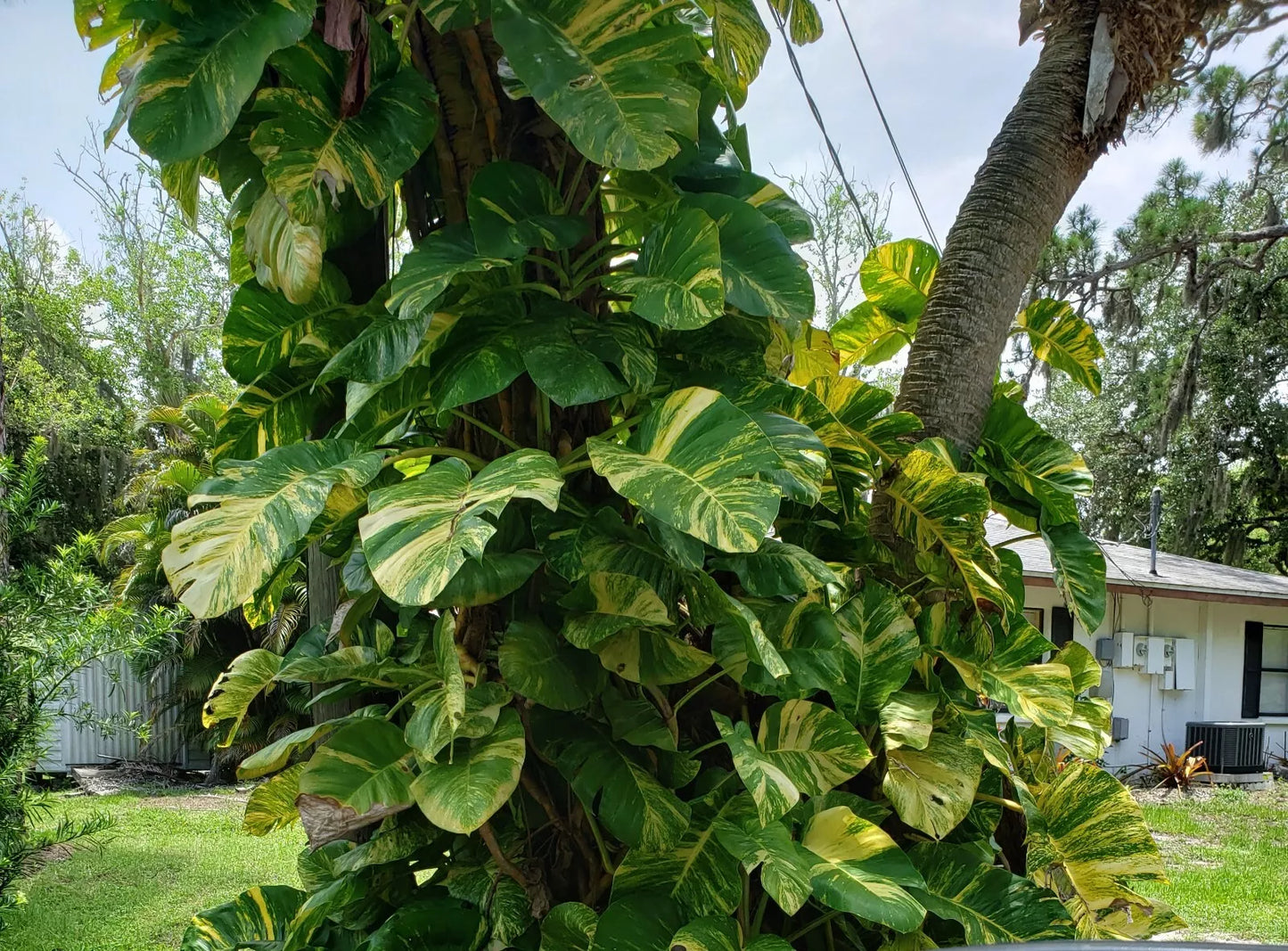 Giant Variegated Golden Pothos Plant - Rooted Live Plant in 2.5" Pot - Epipremnum aureum, Climbing Variety, Hawaiian