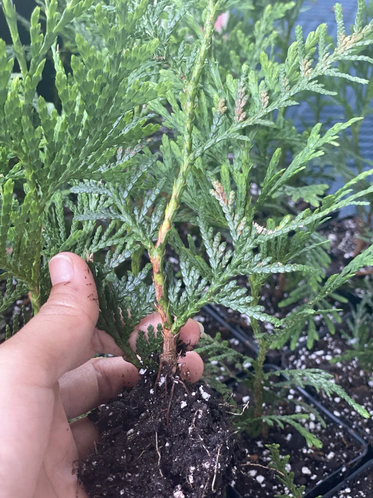 Rooted Starter Plant 10 Pack Green Giant Tree 6-7 Inches Thuja Arbovitae Bare Root for Garden Privacy