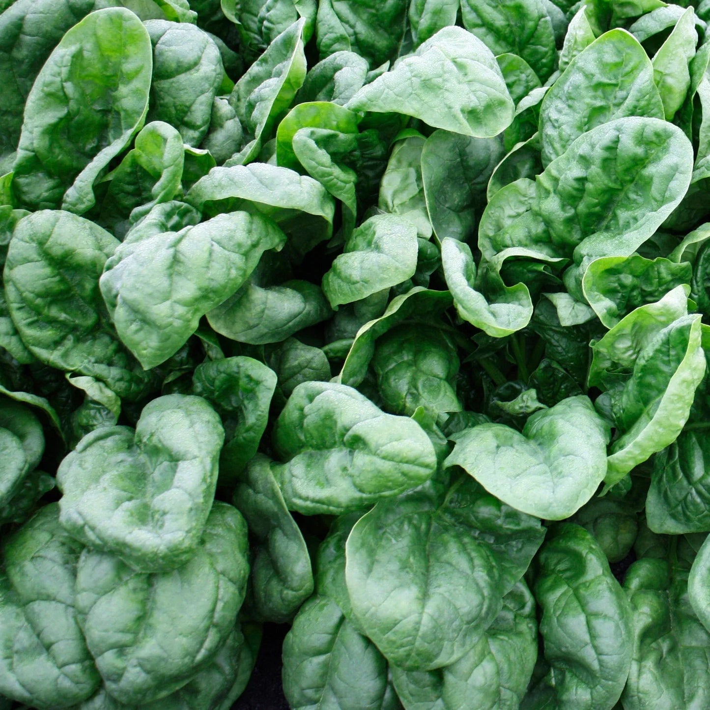 Olympia Spinach Seeds, NON-GMO, Seed Packets, Spinacia oleracea, Organic Gardening, Vegetable Seeds, Heirloom Variety