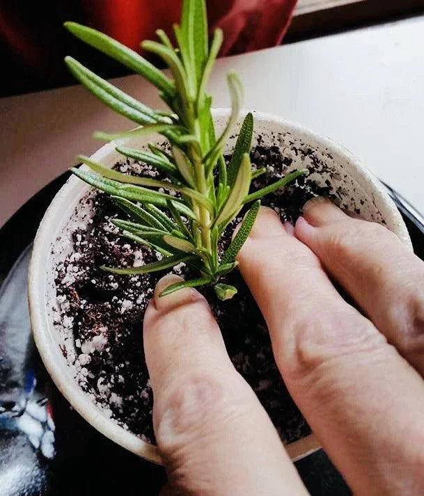 Rosemary Clippings - 10 Fresh Cuttings - Herb Plant for Cooking - Rosmarinus officinalis
