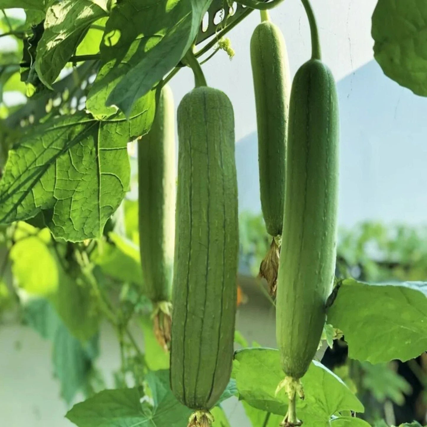 Luffa Gourd Seeds - 30pcs Non-GMO Chubby Pier Variety - Loofah Sponge Plant Seeds (Luffa aegyptiaca)