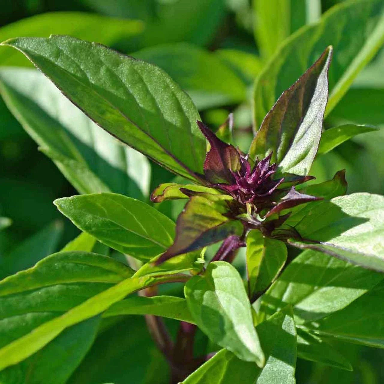 Thai Basil Seeds 500+ Count - Asian Herb for 2025 Planting - Ocimum basilicum var. Thai