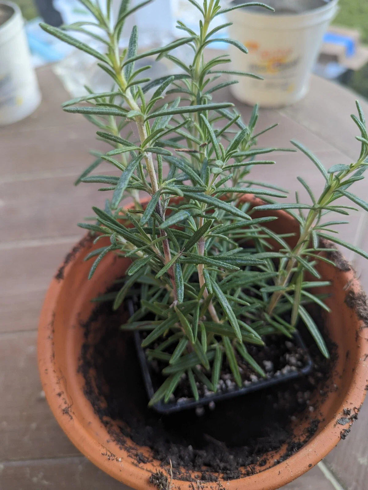 Lot of 2 Rosemary Cuttings Live Plants, 5-8” Rooted BARE ROOT, Salvia rosmarinus, Aromatic Culinary Herb