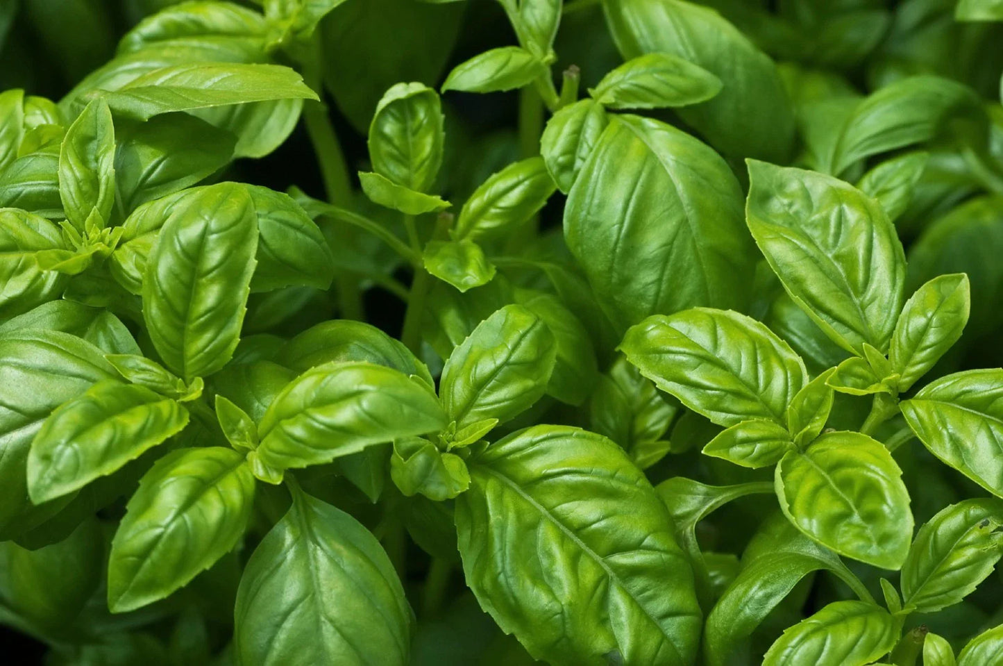 Sweet Basil Seeds, NON-GMO, Easy Grow Herb, Ocimum basilicum, Free Shipping