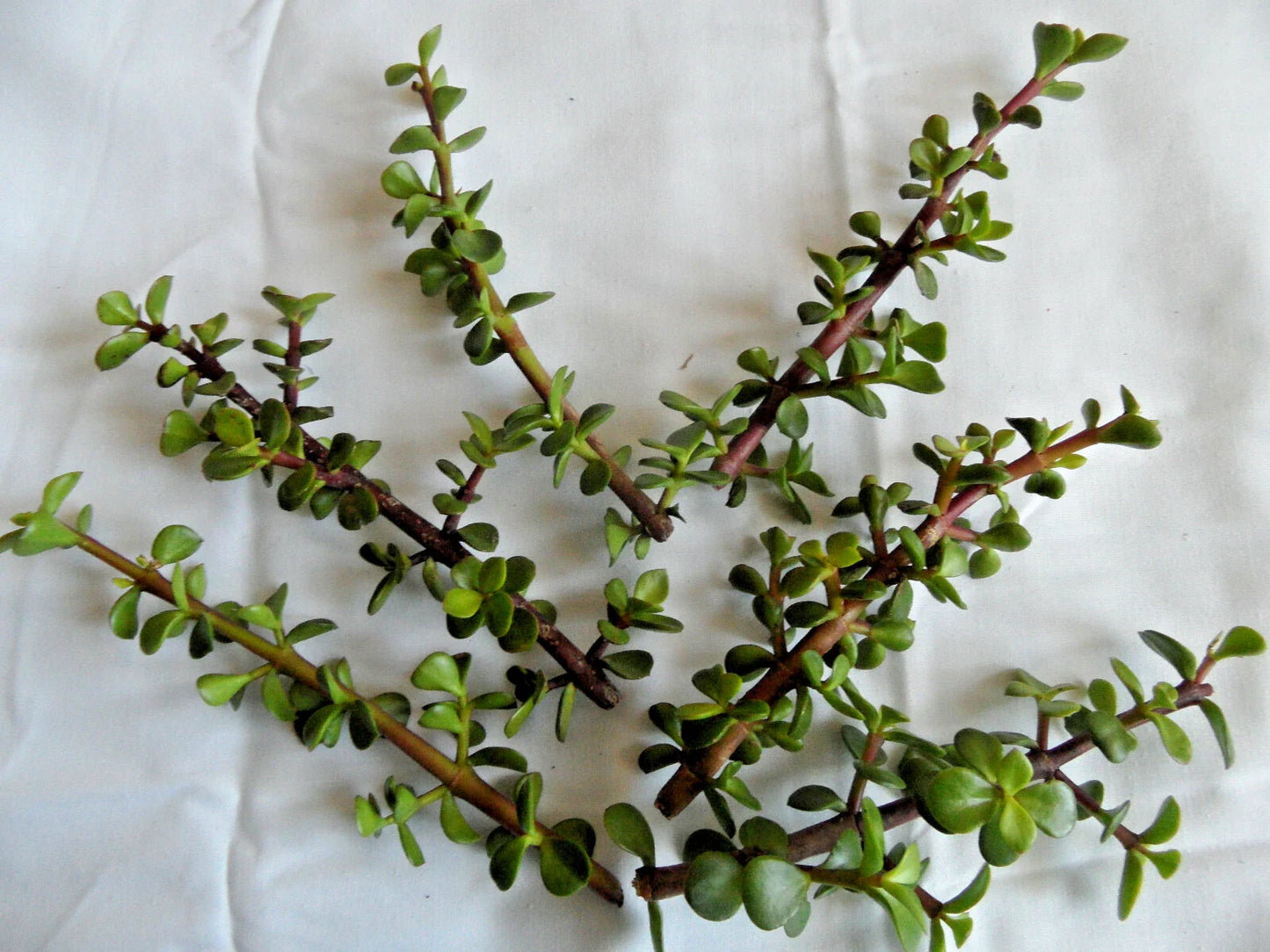 Lot of 6 Spekboom Cuttings - Portulacaria afra with Red Stems - 6" Length - Fresh Succulent Plant Cuttings