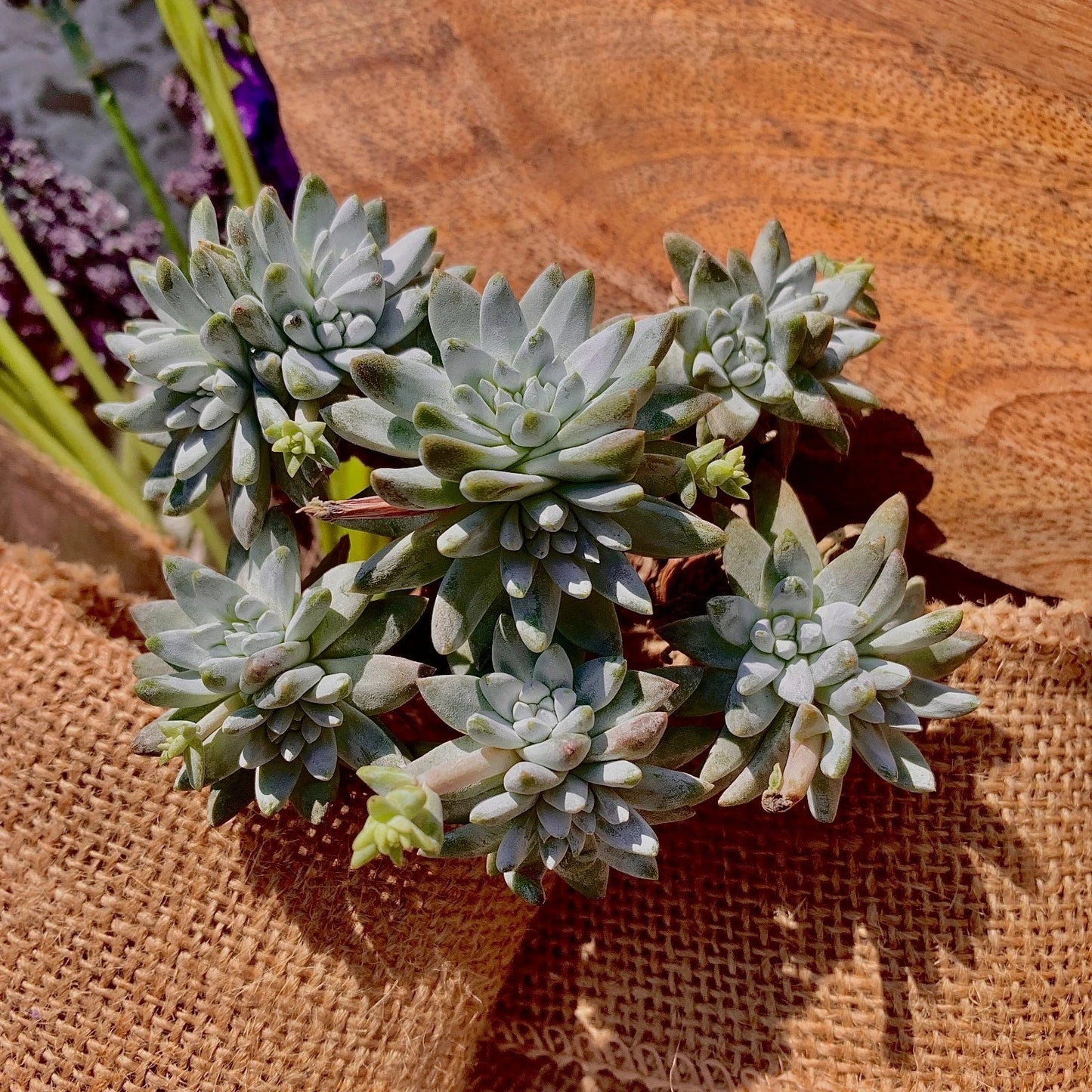 Dudleya gnoma Succulent Plant, 3" Green Rare Live Plant, Imported Rare Succulent, Unique Indoor Plant
