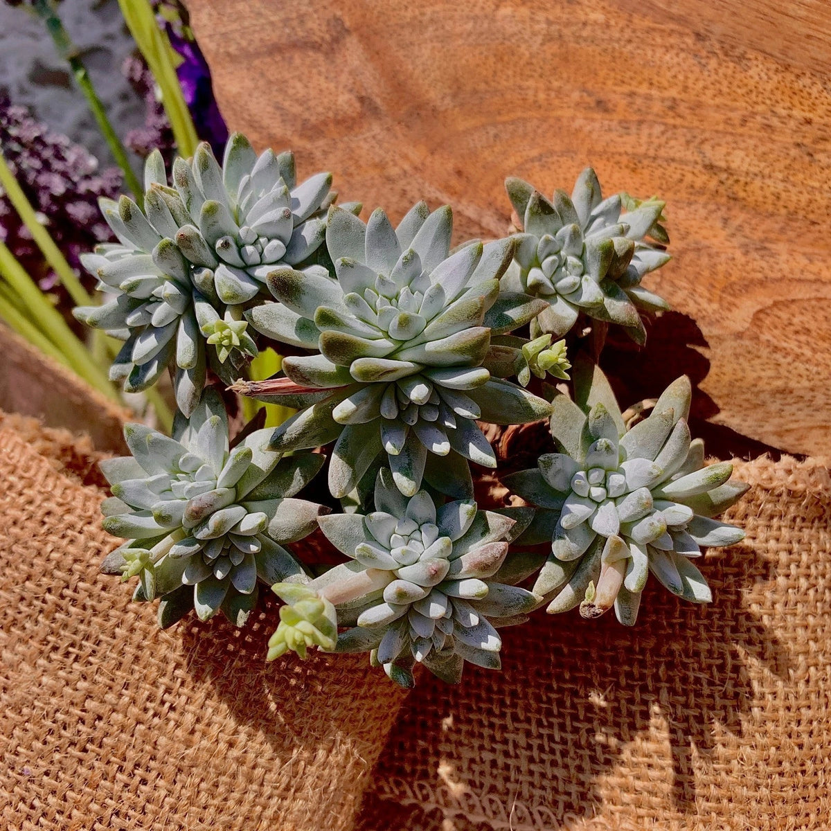 Dudleya gnoma Succulent Plant, 3" Green Rare Live Plant, Imported Rare Succulent, Unique Indoor Plant