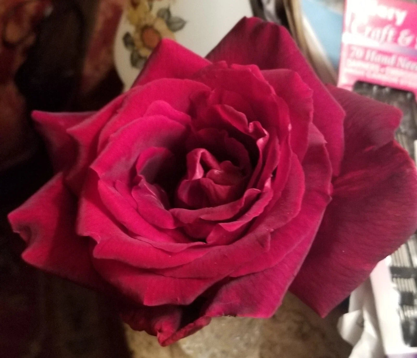 Live Cuttings - Very Dark Red Velvety - 3 Gotta Have It Red! - Perfect for Propagation, Home Decor